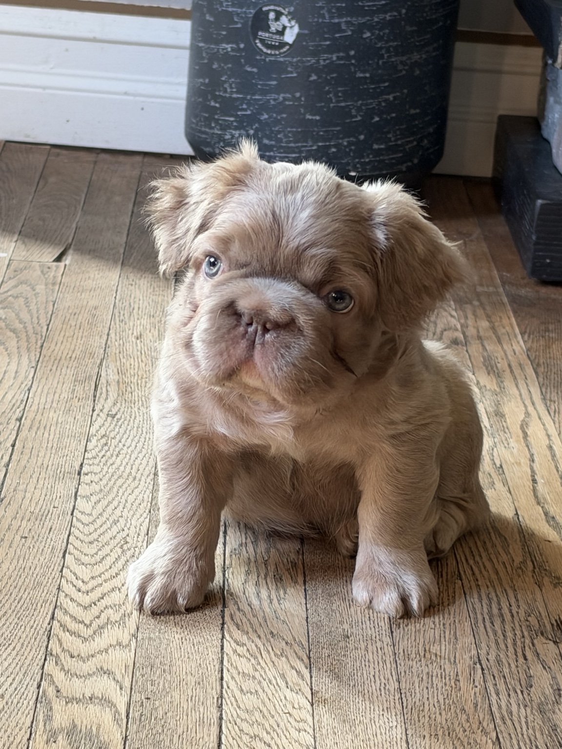 Jax, one of the two available Fancy Frenchies puppies